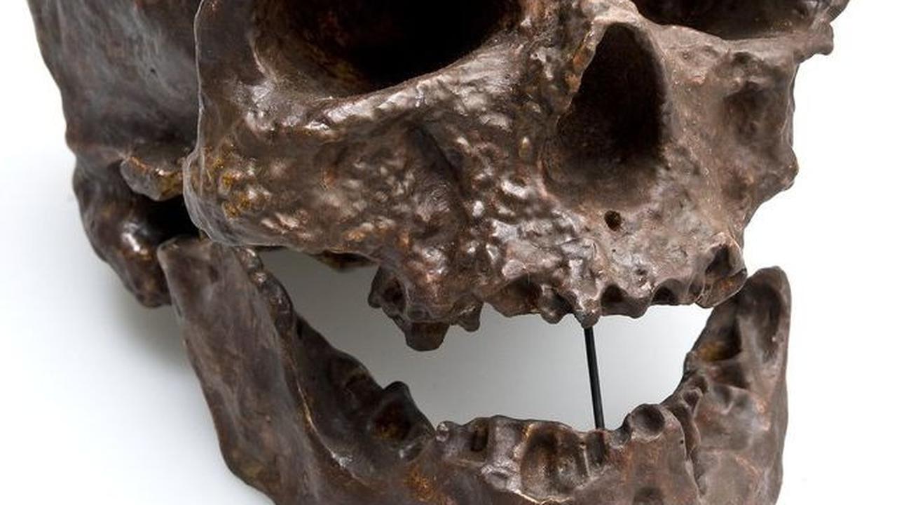 Mengenal 8 Ciri-ciri Manusia Purba Homo Sapiens, Nenek Moyang Manusia Modern