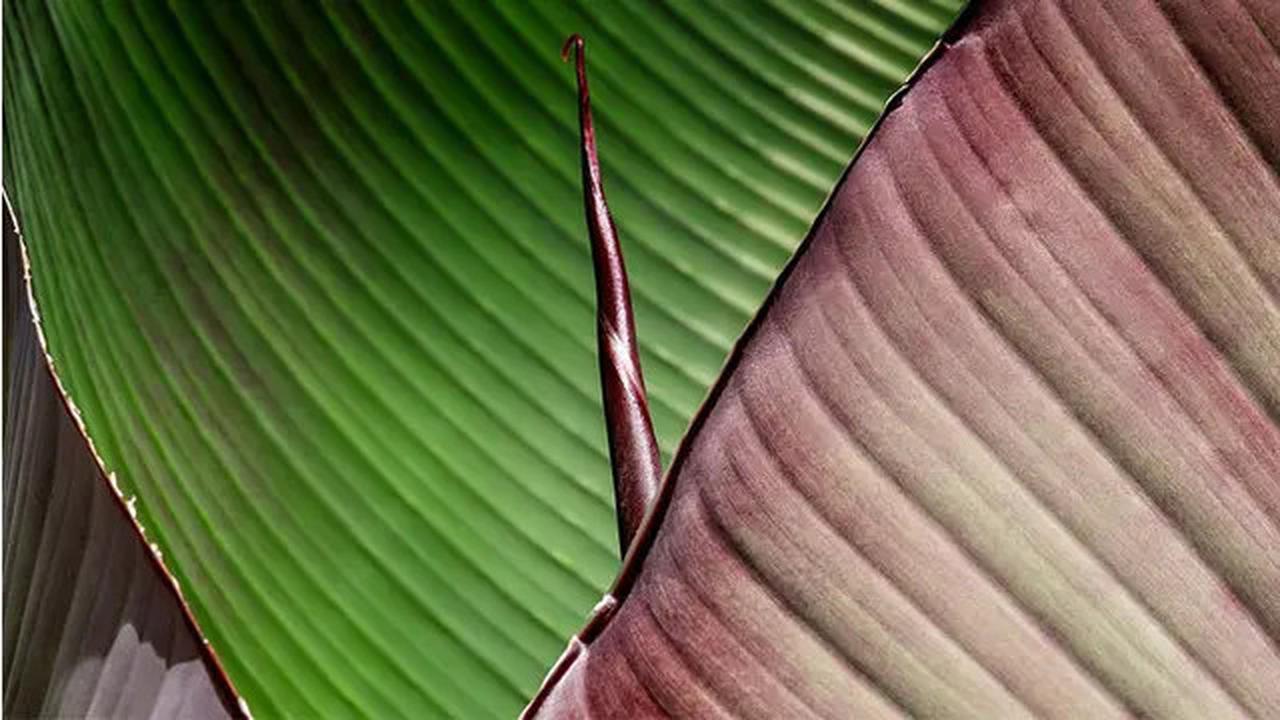 Trik Baru Melenturkan Daun Pisang dengan Air Panas tanpa Merusak Warnanya