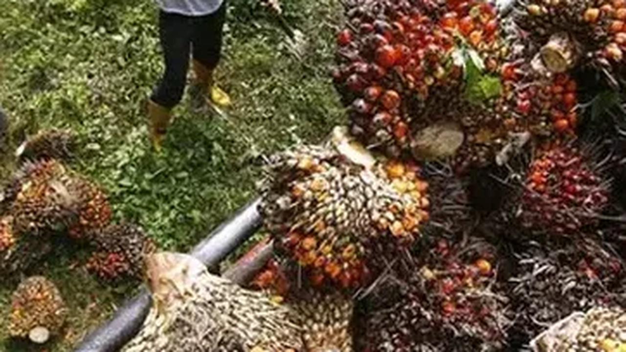 "El Nino tahun ini diperkirakan juga akan mempengaruhi produksi tahun depan," ujar Edi.