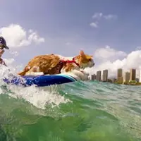 Hanya miliki sebelah mata, kucing ini malah 'jago' berselancar.