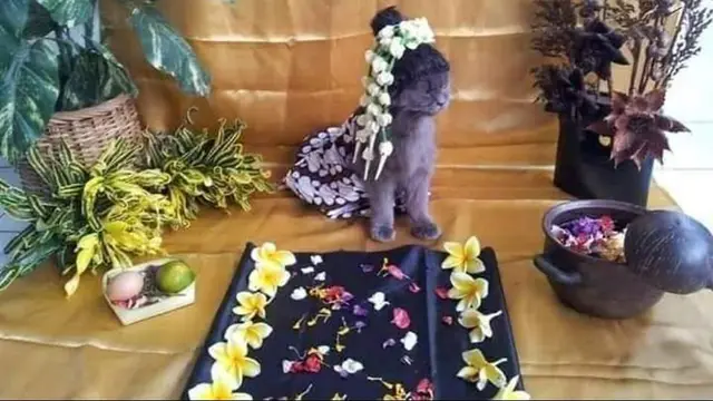 Viral Pria Ini Gelar Acara 7 Bulanan Untuk Kucingnya, Bikin Geleng Kepala. (Sumber: Twitter/@es__grim)