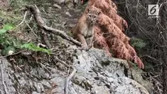 Para pendaki memutuskan melanjutkan perjalanan dengan perlahan agar tak memancing amarah singa.