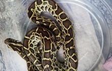 Kementerian Kehutanan Gagalkan Penyelundupan Reptil ke Dubai