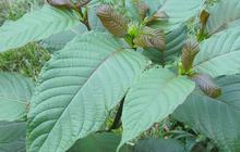 7 Manfaat Daun Kratom untuk Kesehatan, Bantu Tingkatkan Fokus dan Konsentrasi
