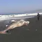 Ikan hiu tutul terdampar di Pesisir Pantai Selatan Lumajang, Jawa Timur. (Foto:Liputan6.com/Dian Kurniawan)