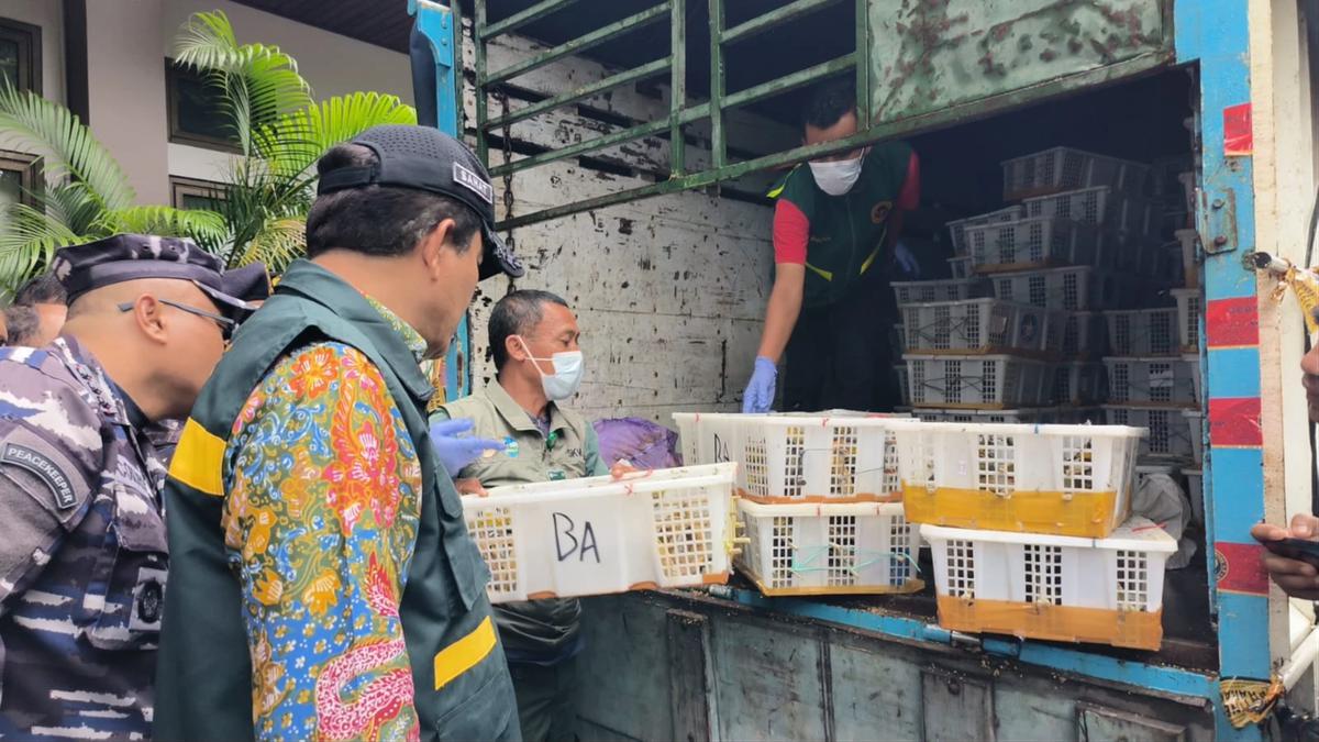 Padangbai Jadi Jalur Gelap, Karantina Bali Amankan 7.355 Burung Selundupan