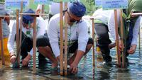 Abrasi Pesisir Banten Rusak Makam dan Rumah, Ribuan Pohon Mangrove Ditanam