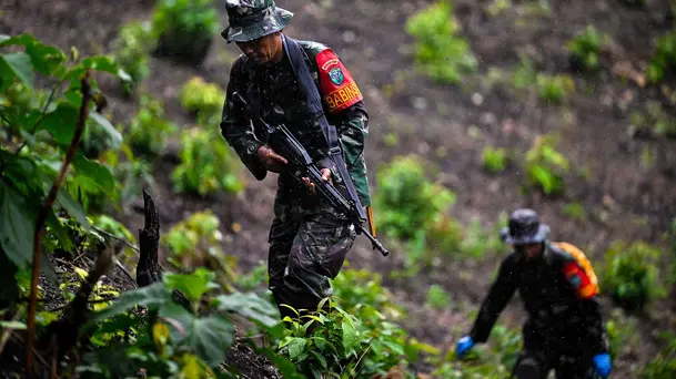 TNI AD Temukan Ladang Ganja Dua Setengah Hektare di Pegunungan Aceh Besar