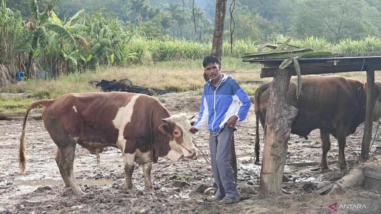 Sapi Presiden Prabowo Tiba di Gayo Lues, Warga Korban Banjir Rayakan Meugang dengan Haru