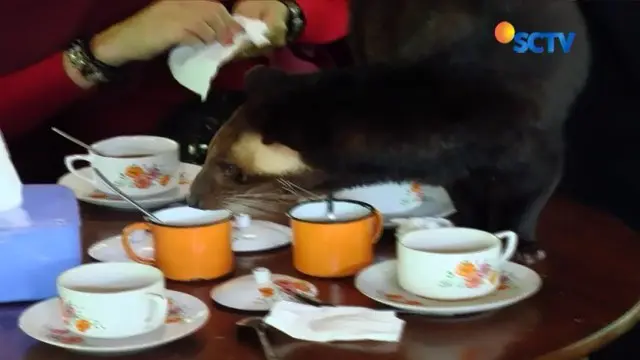 Sebuah kafe di Banyuwangi ini menyediakan hewan luwak sungguhan yang akan menemani Anda meminum kopi luwak!