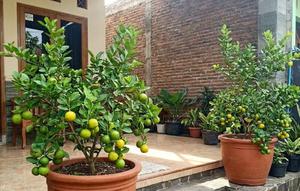 Tabulampot Jeruk (Gemini AI)