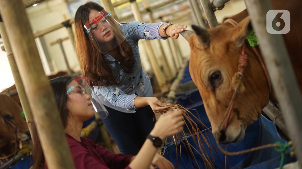 Dana Cekak Kambing Jantan Mahal, Bolehkah Qurban Hewan Betina? Penjelasan Buya Yahya