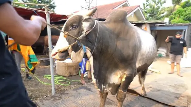 Potret Sapi Kurban Milik Nikita Mirzani, Memiliki Berat 1,1 Ton. (Sumber: youtube.com/Crazy Nikmir REAL)