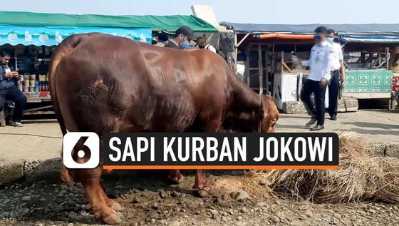 VIDEO: Pertama Kalinya Sapi Kurban Jokowi Dikirim ke Pulau Seribu