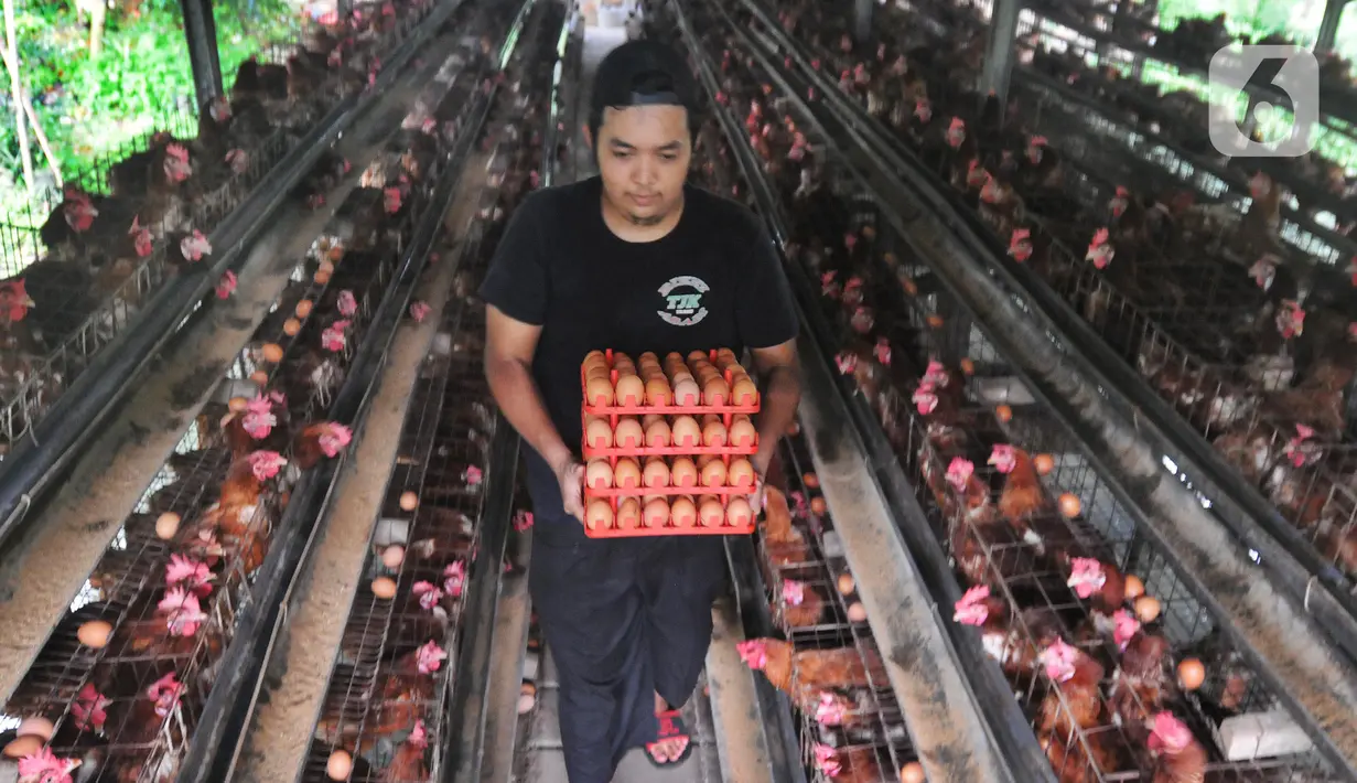 Pekerja membawa telur ayam yang baru dipanen di salah satu peternakan kawasan Pengasinan, Bogor, Selasa (28/12/2021). Menurut peternak setempat, dua hari terakhir harga telur ayam ras di tingkat peternak mulai mengalami penurunan dari Rp30 ribu menjadi Rp28 per kilogram. (merdeka.com/Arie Basuki)