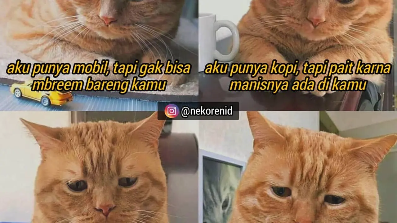 7 Meme Gombalan Kucing Oren Ini Kocak Bikin Gemas