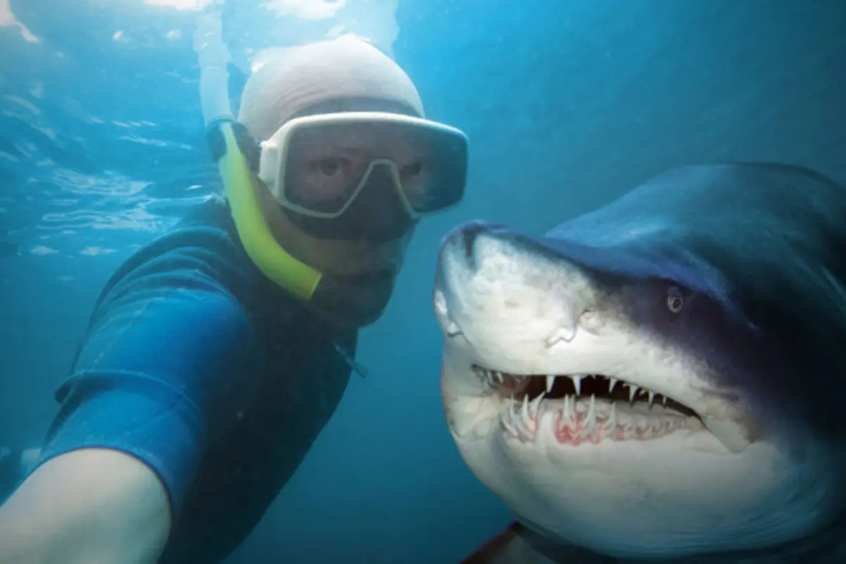 Foto Selfie Lebih Banyak Membunuh Orang Dibandingkan Ikan Hiu