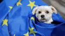 Seekor anjing dan pemiliknya mengikuti pawai anti-Brexit di London, Minggu (7/10). Para pemilik anjing ini mengkhawatirkan kekurangan dokter hewan dan kenaikan biaya makanan hewan peliharaan jika Inggris keluar dari Uni Eropa. (AFP/Tolga AKMEN)