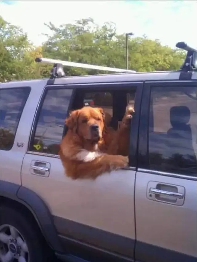 7 Potret Anjing saat Diajak Naik Mobil Ini Ekspresinya Kocak