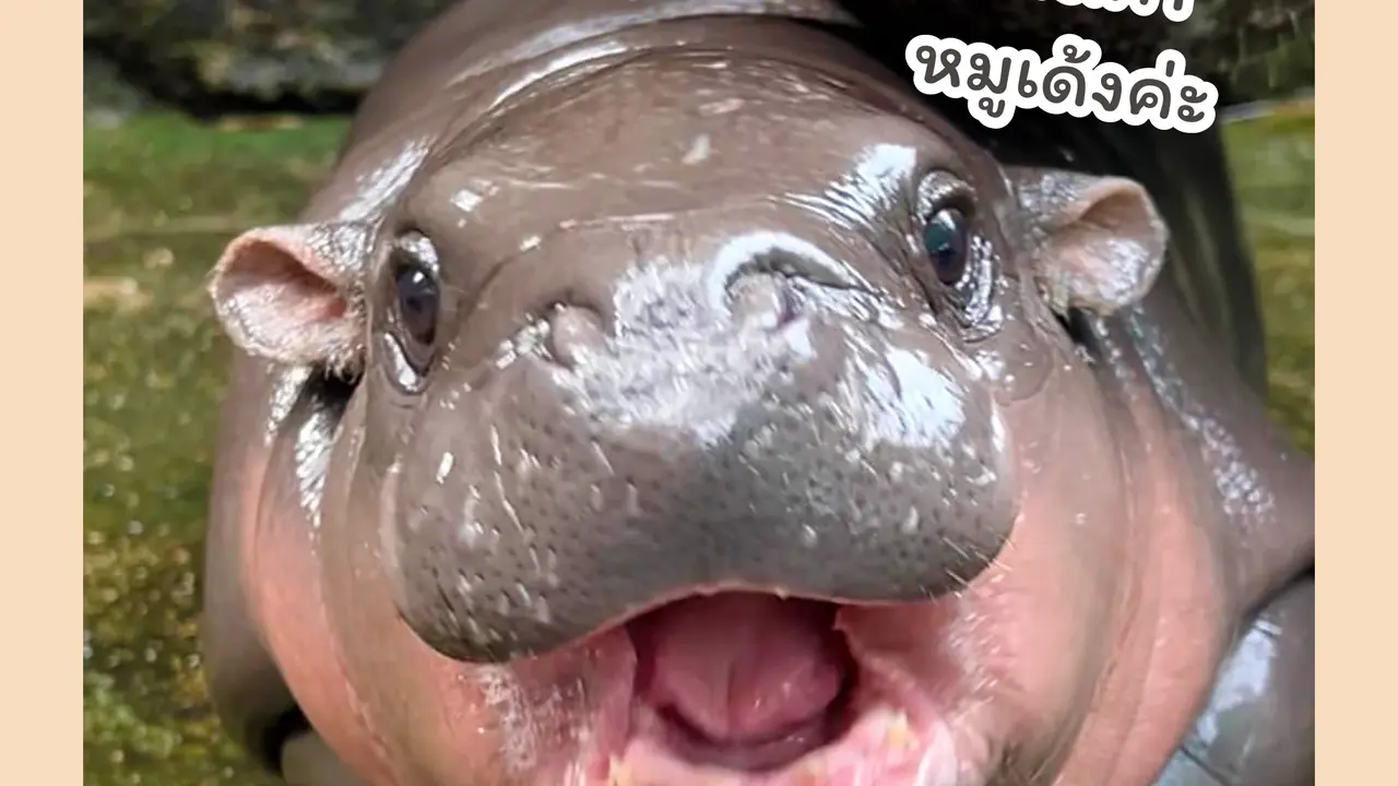 Moo Deng, bayi kuda nil viral di Thailand. (Royal Thai Embassy in Tokyo @rtetokyo)