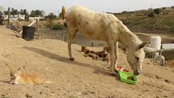 Seekor hewan menyantap makanannya di penampungan Sulala Society for Animal Care di Kota Gaza, 16 Desember 2021. Penampungan hewan ini menggunakan roda mobil mainan dan sepeda anak-anak untuk membuat perangkat mobilitas bagi kucing dan anjing yang cacat. (MOHAMMED ABED/AFP)