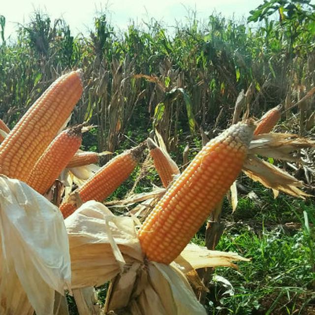 Jangan Diskreditkan Petani Di Tengah Harga Jagung Yang Menurun Dan Panen Melimpah News Liputan6 