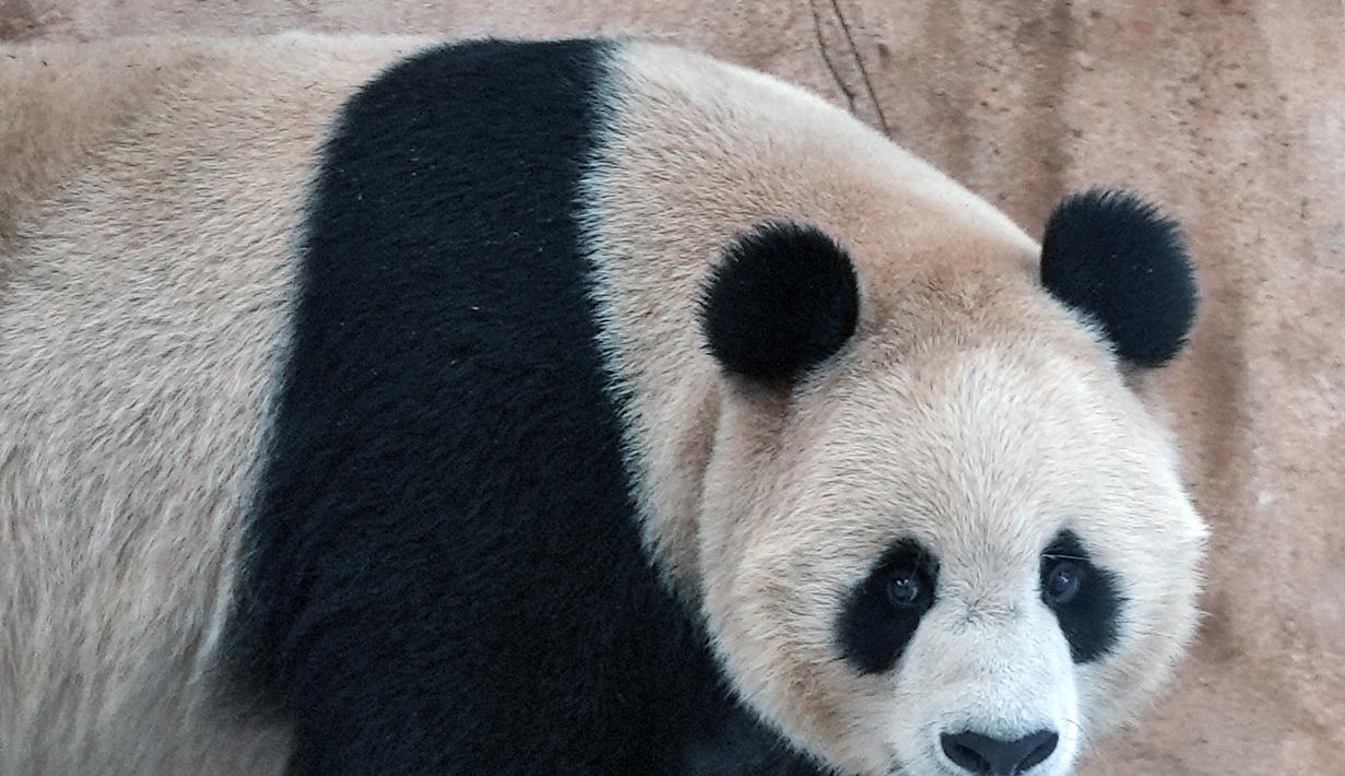 Jing Jing berjenis kelamin jantan dan berusia empat tahun serta memiliki bobot mencapai 120 kilogram dan telah berganti nama Arab menjadi Suhail. (AP Photo, Lujain Jo)