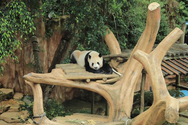 Taman Safari Indonesia jalankan inseminasi panda raksasa. (dok. Taman Safari Indonesia)