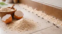 Cara Mengusir Semut dengan Cangkang Telur, Tanpa Bahan Kimia