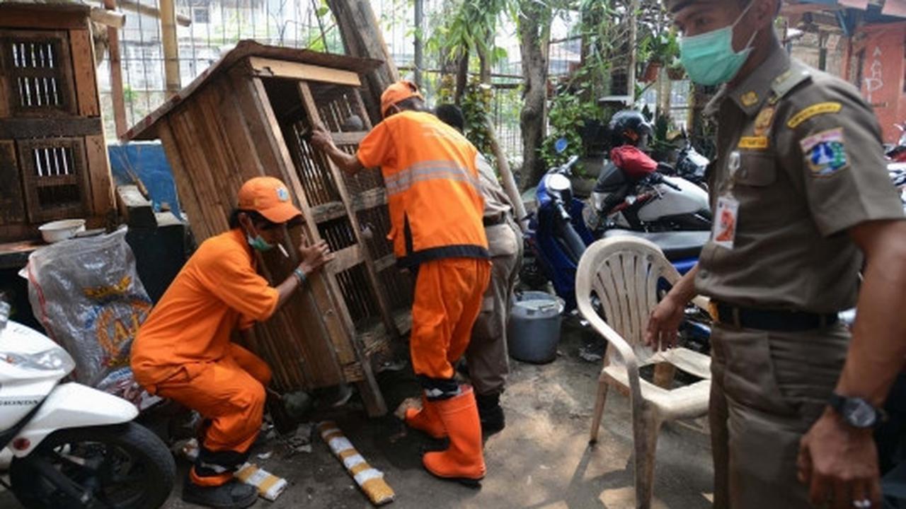 Antisipasi flu burung, kandang unggas di bantaran Ciliwung dibongkar