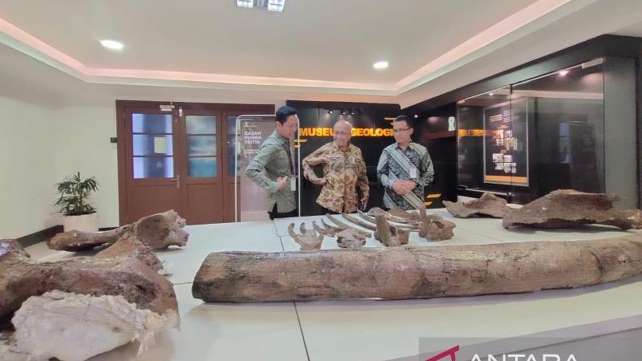 Penemuan Fosil Stegodon Nganjuk Utuh 70 Persen, Jadi Temuan Langka dan Bersejarah