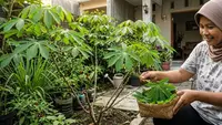14 Jenis Sayuran Kampung yang Mudah Ditanam dan Jarang Dijual di Pasar, Kaya Nutrisi