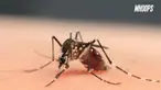 WHO mencabut darurat kesehatan virus Zika, sejak peneliti menemukan bakteri Wolbachia dapat memblokir penyebaran Zika.