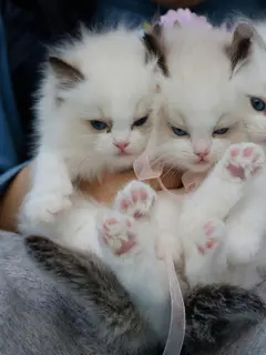 3 Manfaat Memelihara Kucing bagi Kesehatan Mental./copyright. pexels/