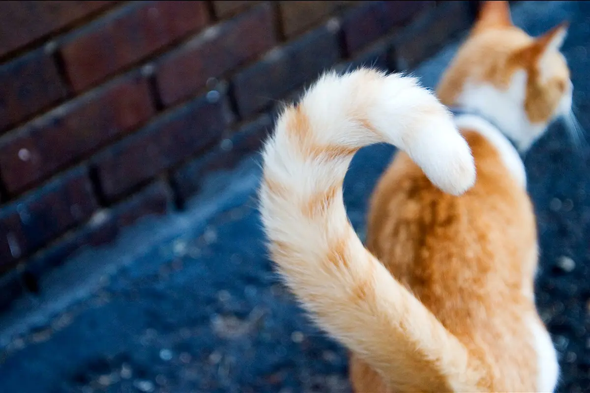 Kebingungan, Kucing Ini Heran Ekornya Bisa Bergerak Sendiri