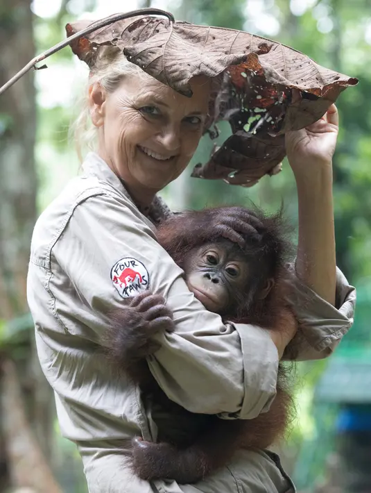 Dokter primatologi Dr. Signe Preuschoft menggendong orangutan yatim piatu di Sekolah Hutan Orangutan yang baru dibuka di Kalimantan Timur, 22 Mei 2018. Sekolah ini menjadi tempat mengajari orangutan agar bisa bertahan hidup di alam liar (HO/FOUR PAWS/AFP)