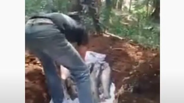 Viral video puluhan ikan dewa Cibulan, Kuningan mati dikafani dan diazani sebelum dikubur. (Foto: Istimewa/Liputan6.com)