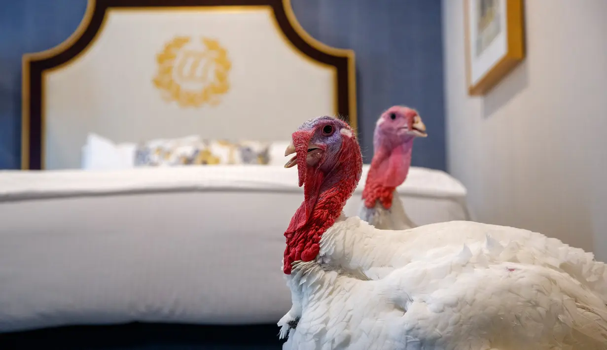 Dua kalkun jantan dari North Carolina bernama Bread and Butter, menginap di sebuah kamar khusus di Willard InterContinental, Washington, Senin (25/11/2019). Kedua kalkun ini akan diampuni oleh presiden dalam upacara di Gedung Putih sebelum perayaan Thanksgiving. (AP/Jacquelyn Martin)
