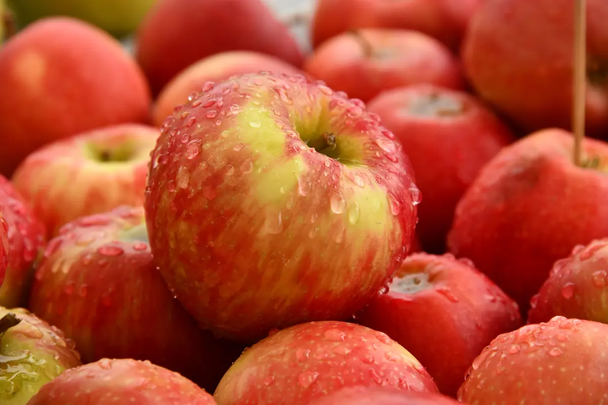 buah apel