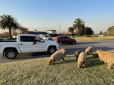 Seorang perempuan mengambil foto kawanan kapibara yang memakan rumput di sebelah jalan di komunitas yang terjaga keamanannya di Tigre, Buenos Aires pada 27 Agustus 2021. Beberapa keluarga capybaras berjalan-jalan di Nordelta, salah satu perumahan paling eksklusif di Argentina. (MAGALI CERVANTES/AFP)