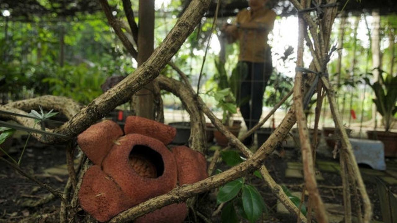 Melihat Rafflesia Patma yang langka tumbuh mekar di Kebun Raya Bogor
