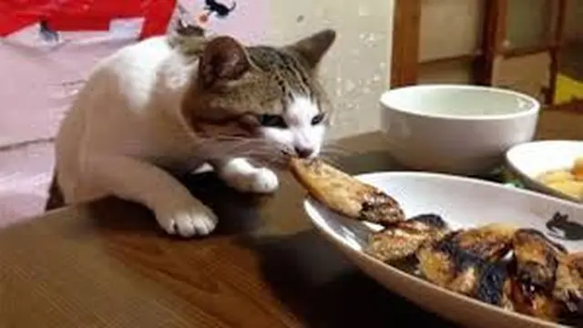 6 Momen Apes Gagal Makan Karena Tingkah Kucing Ini Bikin Geregetan