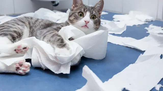 Kucing Bermain Tisu