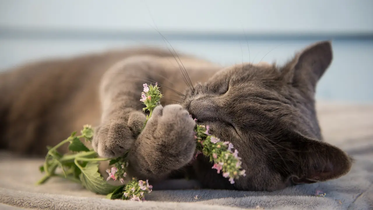 wewangian kesukaan kucing