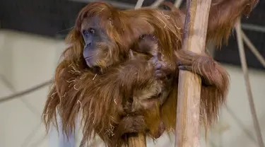 Foto ini diambil pada 28 Januari 2022, menunjukkan bayi orangutan berada di pelukan induknya Putri, di kandang mereka di Kebun Binatang Amneville di Amneville, Prancis timur. Bayi orangutan tersebut lahir pada 22 Januari lalu. (JEAN-CHRISTOPHE VERHAEGEN / AFP)