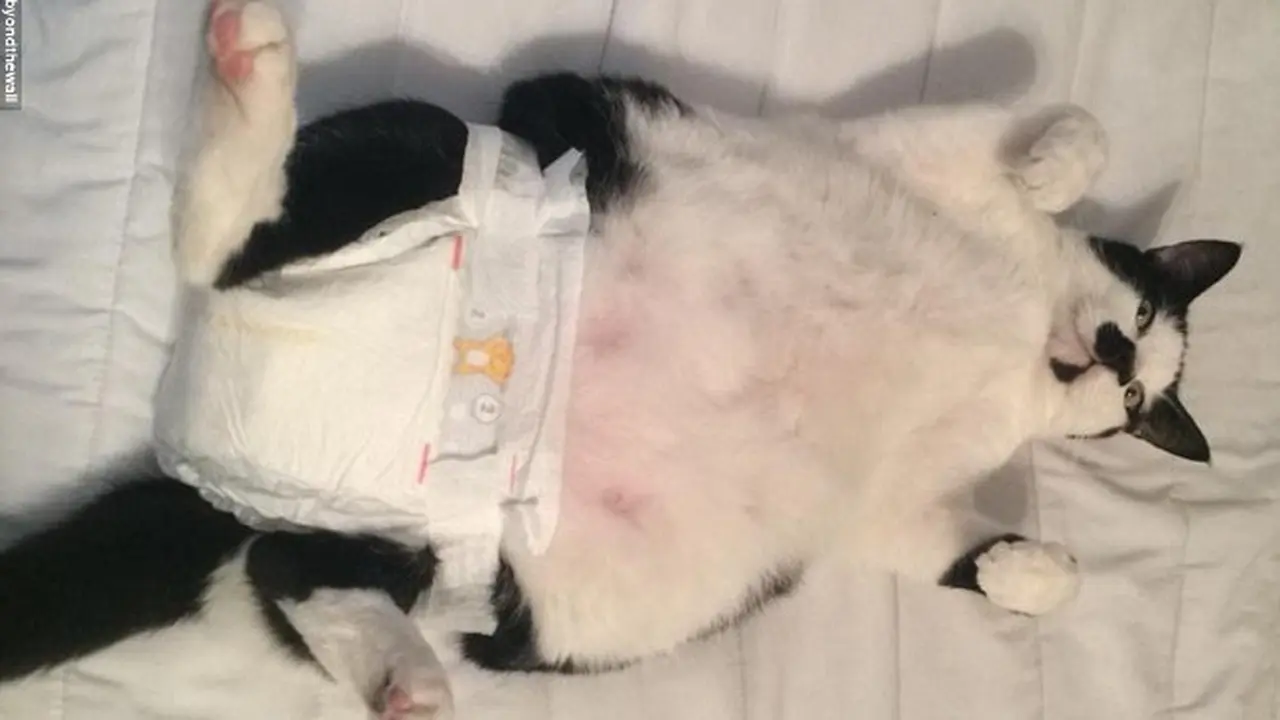 Kucing Jadi Alat Peraga Belajar Ganti Popok 1115