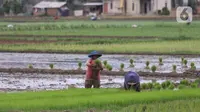 Petani menanam padi di persawahan di kawasan Tangerang, Kamis (3/12/2020). Kementerian Pertanian menargetkan pada musim tanam pertama 2020-2021 penanaman padi mencapai seluas 8,2 juta hektare menghasilkan 20 juta ton beras. (Liputan6.com/Angga Yuniar)