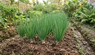 7 Tips Merawat Tanaman Bawang Merah agar Tidak Busuk Sebelum Waktu Panen dan Tumbuh Subur