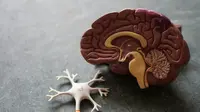 Otak manusia adalah organ yang kompleks. (Foto: Unsplash/Robina Weermeijer)