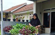 7 Cara Membuat Hidroponik Bayam Panen 25 Hari, Sebuah Panduan untuk Pemula di Rumah